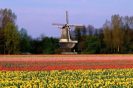 Keukenhof - Tulpenveld met molen